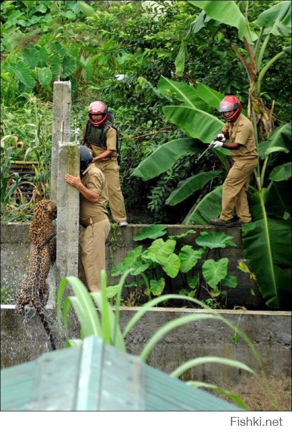 леопард, продолжение
