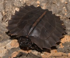 Да это же дрон из старкрафта!