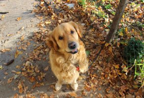 Глаза твоей собаки