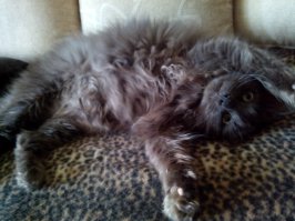 да,что ни говори,а стресс лучше всего котейки снимают!