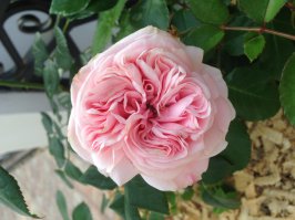 Как вам мои розы? Всем, хорошего настроения!