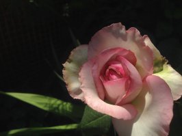 Как вам мои розы? Всем, хорошего настроения!