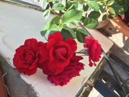 Как вам мои розы? Всем, хорошего настроения!