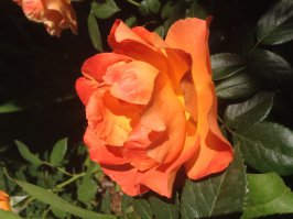 Как вам мои розы? Всем, хорошего настроения!