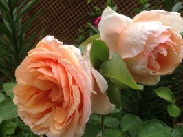 Как вам мои розы? Всем, хорошего настроения!