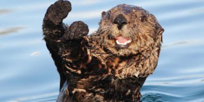 Таких дур и нищих, плодить, не буду!!!