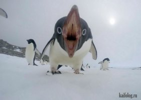 Коллекция эмоциональных снимков