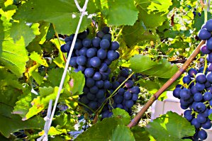 Розы красивы.Аромат. У меня друкая фенька,к Новому году будет и аромат и вкус.)))