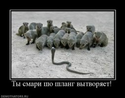 Поединок мангуста и черной мамбы