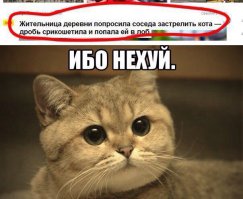 Котенок по имени Мя