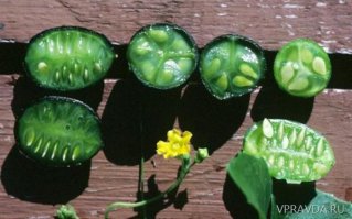 Поспели бахчевые