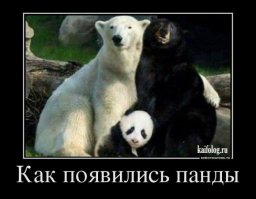 Полярный хищник нежится в бескрайних зарослях иван-чая