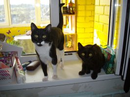 Мои просто своим видом кричат, когда я их с балкона утром выпускаю... -Хозяин! Жрать давай!