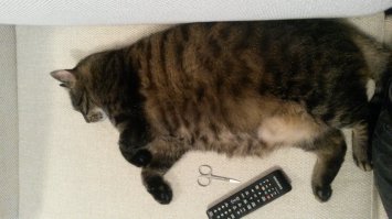 У меня так на улицу просится. А если не замечаешь, то на штанине виснет или лапой по руке стучит. А еду просит по-другому - прихватывает зубами за пятку, а если до пакета дотянется, то сам берет. На улице тоже не голодает (да и по фото видно). Сегодня утром, например, кролика принес. Я есть не стала.