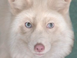 так вот каков он песец розовый