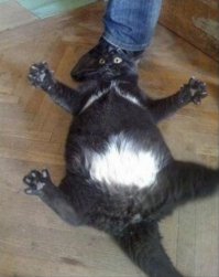 "За хорошую еду вверх тормашками пойду" или как животные просят поесть