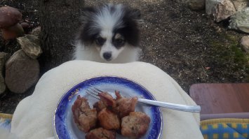 Собака мясо просяка.
