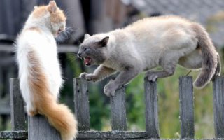 11 звуков, которые способны вывести из себя 99% людей