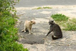 11 звуков, которые способны вывести из себя 99% людей