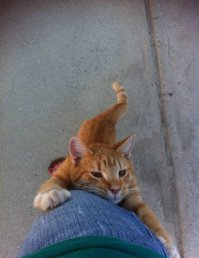 а так мой просит))