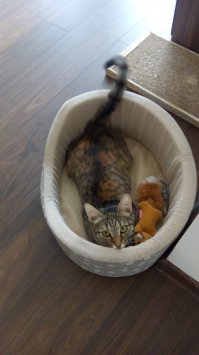 а это наша мартышка, тоже с улицы)