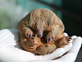 На мою тещу похожа..