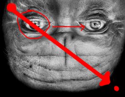 Не вижу. Точнее сначала не видел, потом как фантазию включил, понял что имелось ввиду. 
Не правильная постановка фото.
Инопланетян видят только те, у кого плохое зрение.

Суть в том, что человек смотрит как я показал на изображении. И в первую очередь он видит глаза, сразу понимая что это человек. Когда человек заметил глаз, продолжение его взгляда прерывается и он начинает смотреть вправо.

А вот те кто смотрят в центр/переносицу, будут видеть инопланетян.