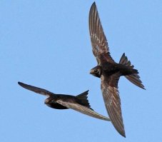 Черный стриж способен есть, пить воду, спариваться и спать в полете. Стоит отметить, что больше никто так делать не умеет. Кроме того, черные стрижи могут проводить в небе по нескольку лет, совершенно не садясь на землю.
Черный стриж является рекордсменом по скорости горизонтального полета, которая может достигать 180 км/час. В воздухе черный стриж своим клювом ловит насекомых, как сачком. При выкармливании птенцов он приносит в клюве за раз около 1000 насекомых. За 30-40 кормёжек стрижата съедают около 40 тысяч насекомых. Чтобы обеспечить такой «стол», их родители в период выкармливания птенцов пролетают расстояние, превышающее длину земного экватора (40 тысяч километров).
Птенцы в голодные времена могут впадать в оцепенение, снижая свою температуру, и долго ничего не есть. Когда они покидают гнездо, то уже сразу умеют виртуозно летать и охотиться на насекомых, родители их ничему не обучают. Спустя всего два месяца после рождения, молодежь уже не только сама кормится на лету, но и спит ночью в таком положении на высоте от 2 до 3 тысяч метров. При этом спящие стрижи плавно скользят в воздухе, просыпаясь каждые 4-5 секунд, чтобы несколько раз взмахнуть крыльями. Если за ночь их уносит ветром, утром быстро возвращаются.