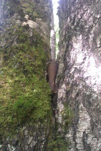 такого добра там много...на любой вкус и цвет....