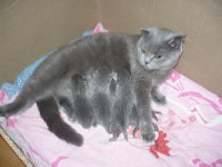 Одно время сам был так сказать заводчиком.
Так если котенок больной, то уж лучше усыпить чем топить, а еще лучше найти ему хозяев бесплатно.