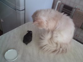 а вот и моя. жаль, ее давно уже нет...