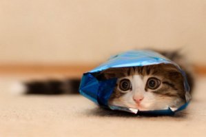 25 котов, которые думают, что они хорошо спрятались