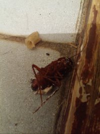 Никуда они не делись :)) Маскируются и бродят пока вы спите :)))