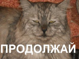 25 котов, которые думают, что они хорошо спрятались