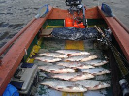 Старая история о щуке