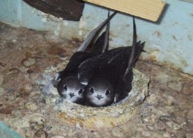 Что уставился?