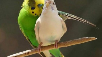 16 фотографий обнимающихся птиц, которые растопят ваше сердце