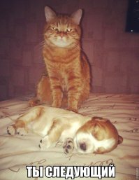 Кот готовится к прыжку