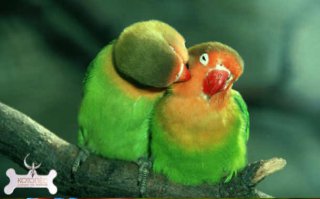 16 фотографий обнимающихся птиц, которые растопят ваше сердце