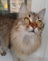 А это моя мохнатая морда :)