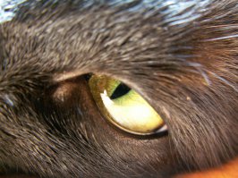 Гипнотизирующие макро фотографии глаз кошек