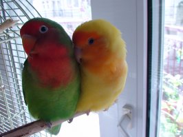 Мои попугайчики