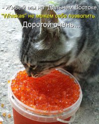 Что едят обычные люди в разных странах мира