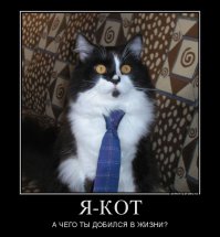 25 котов, которые думают, что они хорошо спрятались
