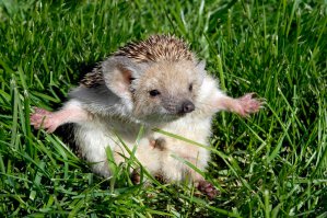 Фу, аж порыжело в глазах ! Конкретный пост, обстоятельный. Теперь ждём пост про такого невиданного зверя, как ёж обыкновенный или европейский !