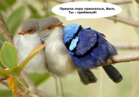 16 фотографий обнимающихся птиц, которые растопят ваше сердце