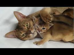 Абиссинская кошка, похоже.