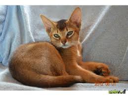 Абиссинская кошка, похоже.