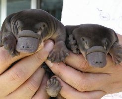 Пусть с кошками и кроликами проблемы решат. ( было тут на фишках). Далеко от них мигранты из всех подорванных стран... На долго-ли. У "сеятелей демократии", там- запасной аэродром.