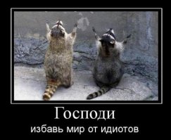 17 смешных енотов, которые просто пытались помочь людям